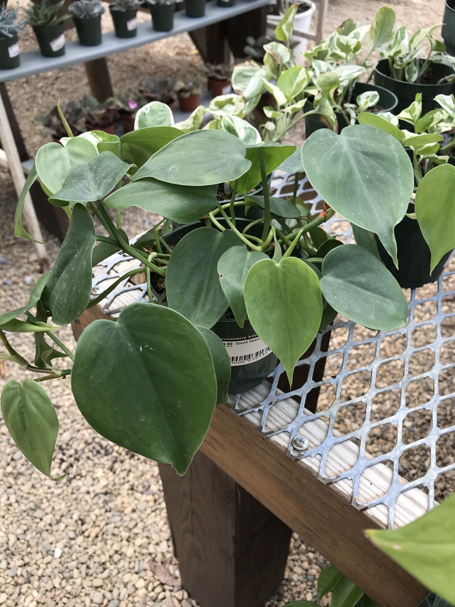 Philodendron, Philodendron hederaceum 'Heartleaf' 4"