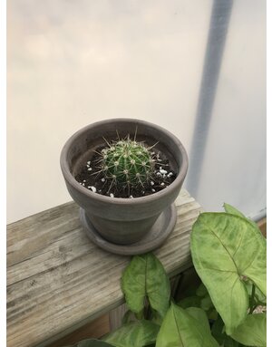 Cactus with Graphite Pot and Saucer 4.3"