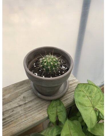 Cactus with Graphite Pot and Saucer 4.3"