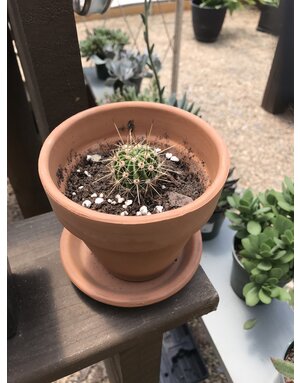 Cactus with Terra Cotta Pot and Saucer 4.3"