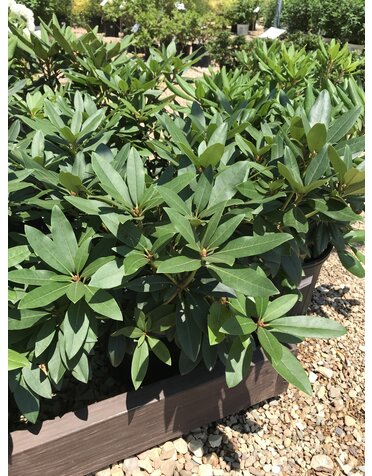 Rhododendron, Rhododendron catawbiense 'Chionoides' (White) 5G