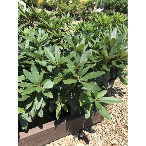 Rhododendron, Rhododendron catawbiense 'Chionoides' (White) 5G