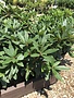 Rhododendron, Rhododendron catawbiense 'Chionoides' (White) 5G