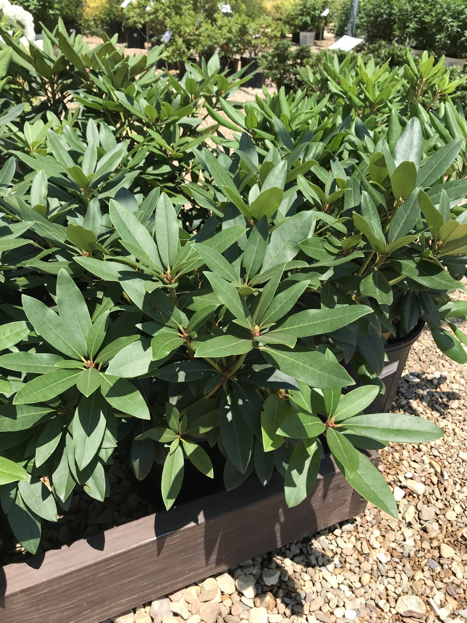 Rhododendron, Rhododendron catawbiense 'Chionoides' (White) 5G