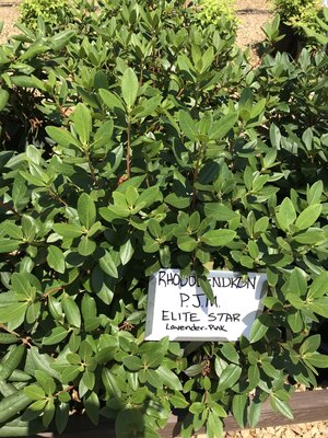 Rhododendron, Rhododendron 'P.J.M. Elite Star' (Pink/Purple) 5G