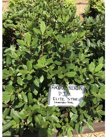 Rhododendron #5 -- Rhododendron 'P.J.M. Elite Star'