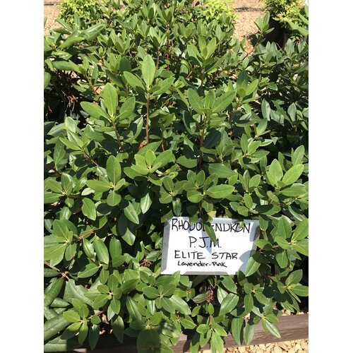 Rhododendron, Rhododendron 'P.J.M. Elite Star' (Pink/Purple) 5G