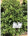 Rhododendron #5 -- Rhododendron 'P.J.M. Elite Star'