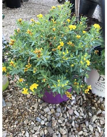 St. John's Wort, Hypericum frondosum 'Sunburst' Shrubby St. John's Wort 3G