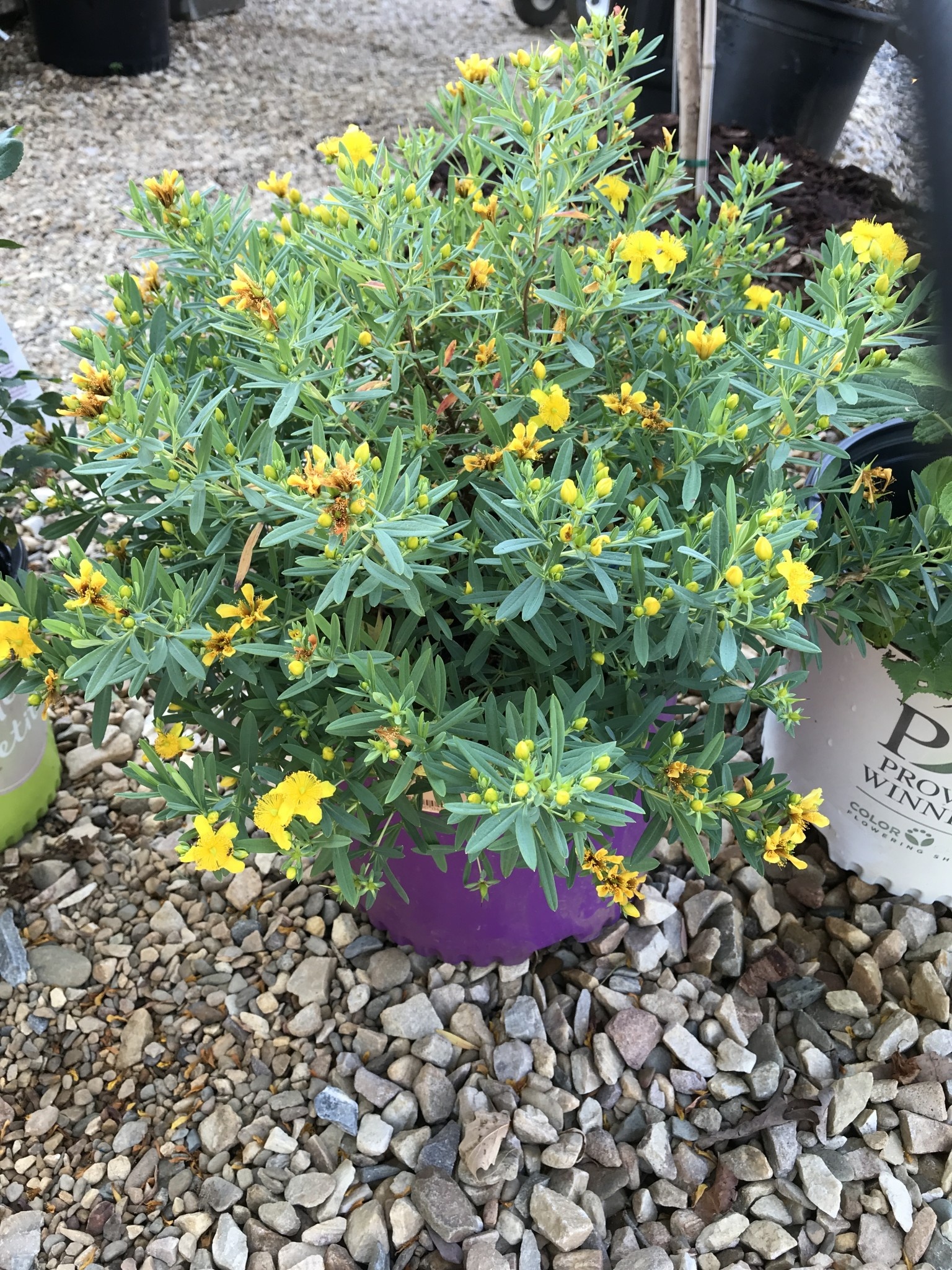 St. John's Wort, Hypericum frondosum 'Sunburst' Shrubby St. John's Wort 3G