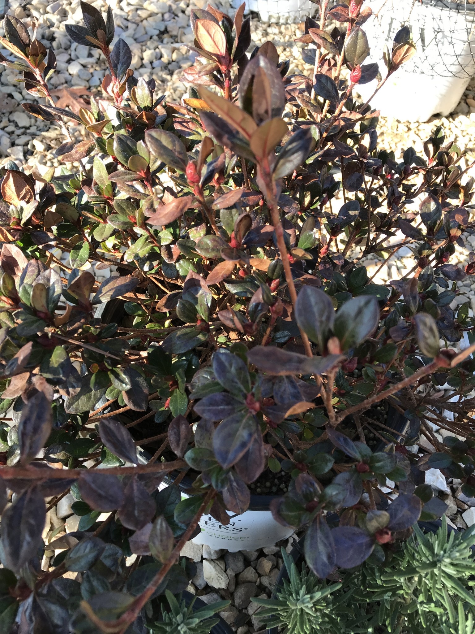 Proven Winners Azalea, Rhododendron 'NCRX8' Perfecto Mundo® Red (Red) 3G