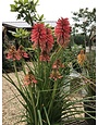 Red Hot Poker, Kniphofia POCO™ ‘Orange’ 1G