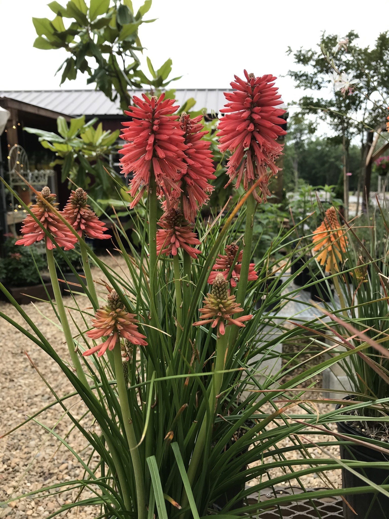 Red Hot Poker, Kniphofia POCO™ ‘Orange’ 1G