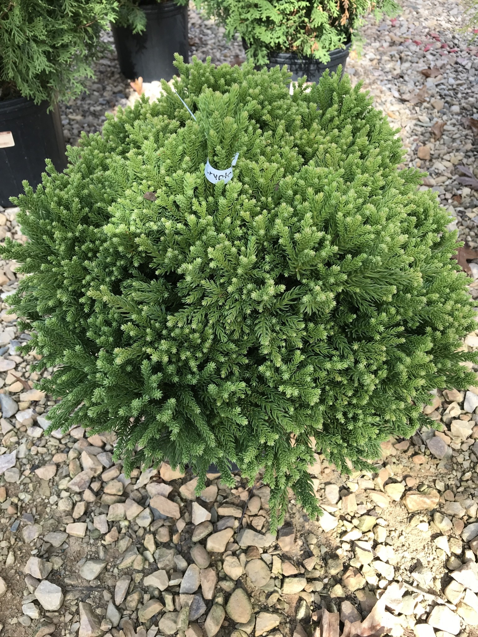 Cryptomeria, Cryptomeria japonica 'Globosa Nana' Japanese Cedar 3G