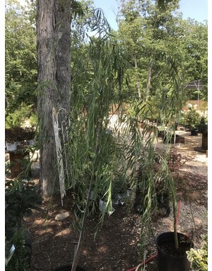 Willow, Salix babylonica 'Weeping Willow' 15G