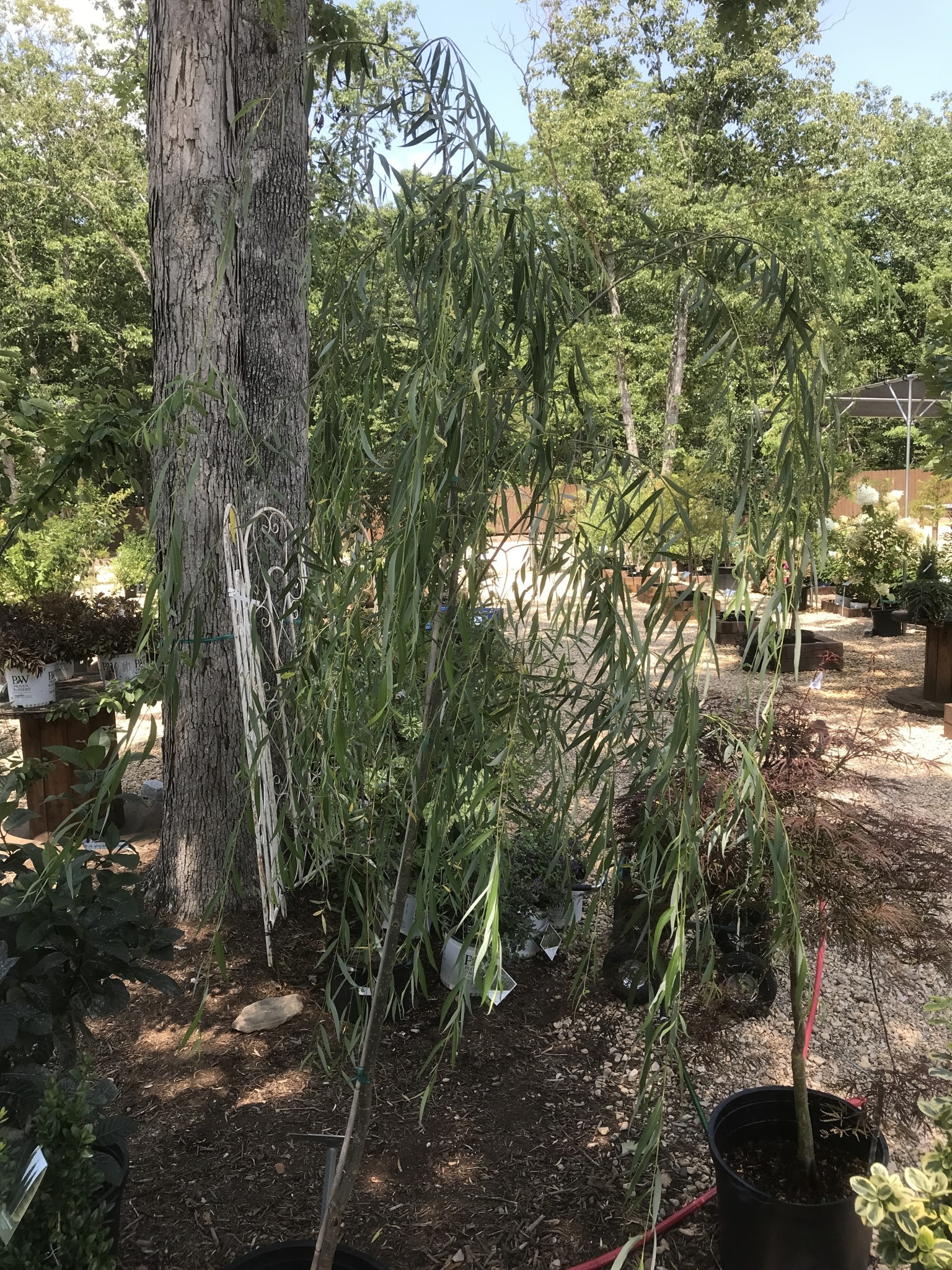 Willow, Salix babylonica 'Weeping Willow' 15G