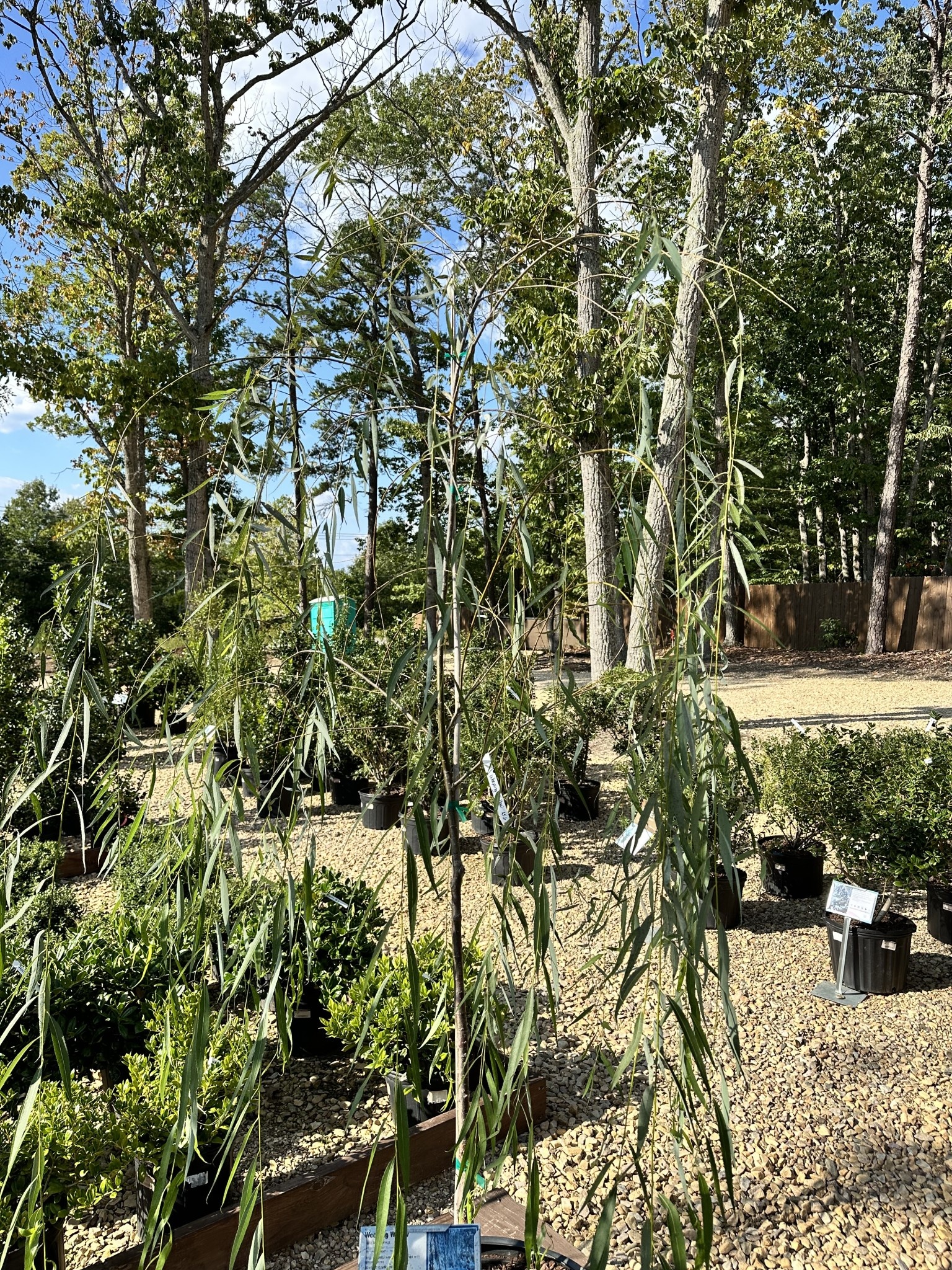 Willow, Salix babylonica 'Weeping Willow' 15G