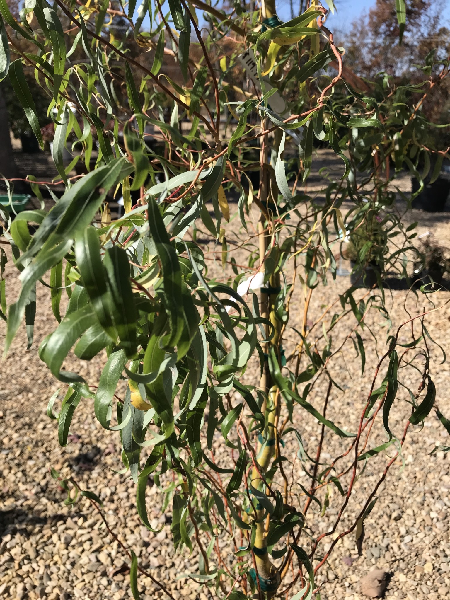 Willow, Salix matsudana 'Tortuosa' Corkscrew 15G