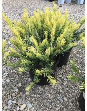 Golden Dragon Plum Yew #3 Cephalotaxus harringtonia 'Golden Dragon'