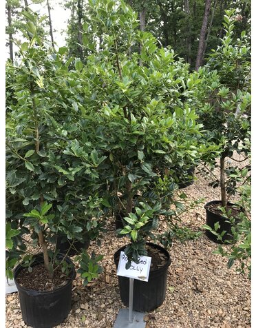 Robin Red Holly 7G