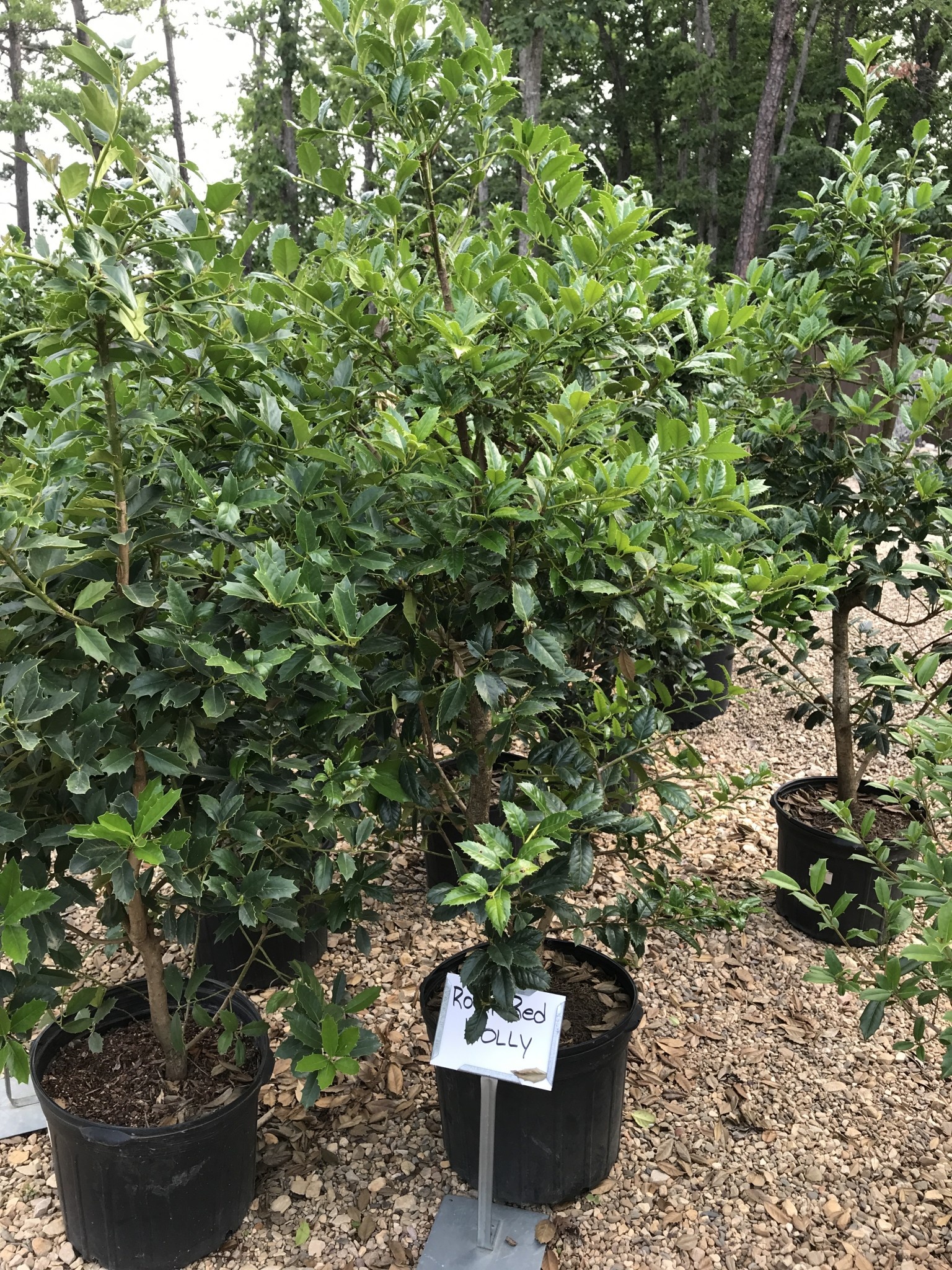 Holly, Ilex x 'Conin' Robin™ Red 7G