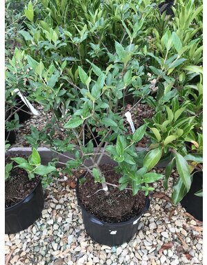 Viburnum, Viburnum x 'Nantucket' 5G