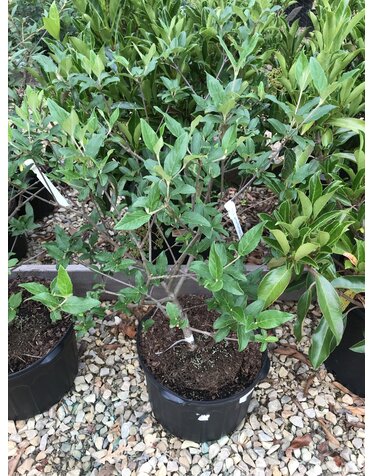 Viburnum, Viburnum x 'Nantucket' 5G