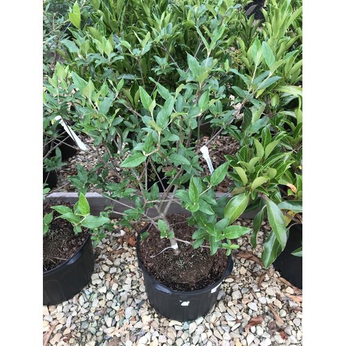 Viburnum, Viburnum x 'Nantucket' 5G