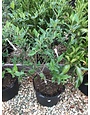 Viburnum x 'Nantucket 5G