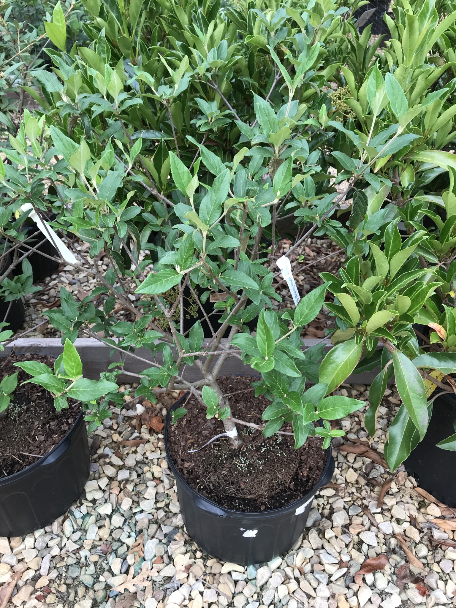 Viburnum, Viburnum x 'Nantucket' 5G