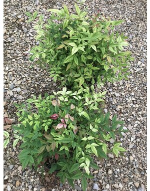 Nandina Domestica Goldstream 3G