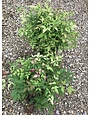 Nandina Domestica Goldstream 3G