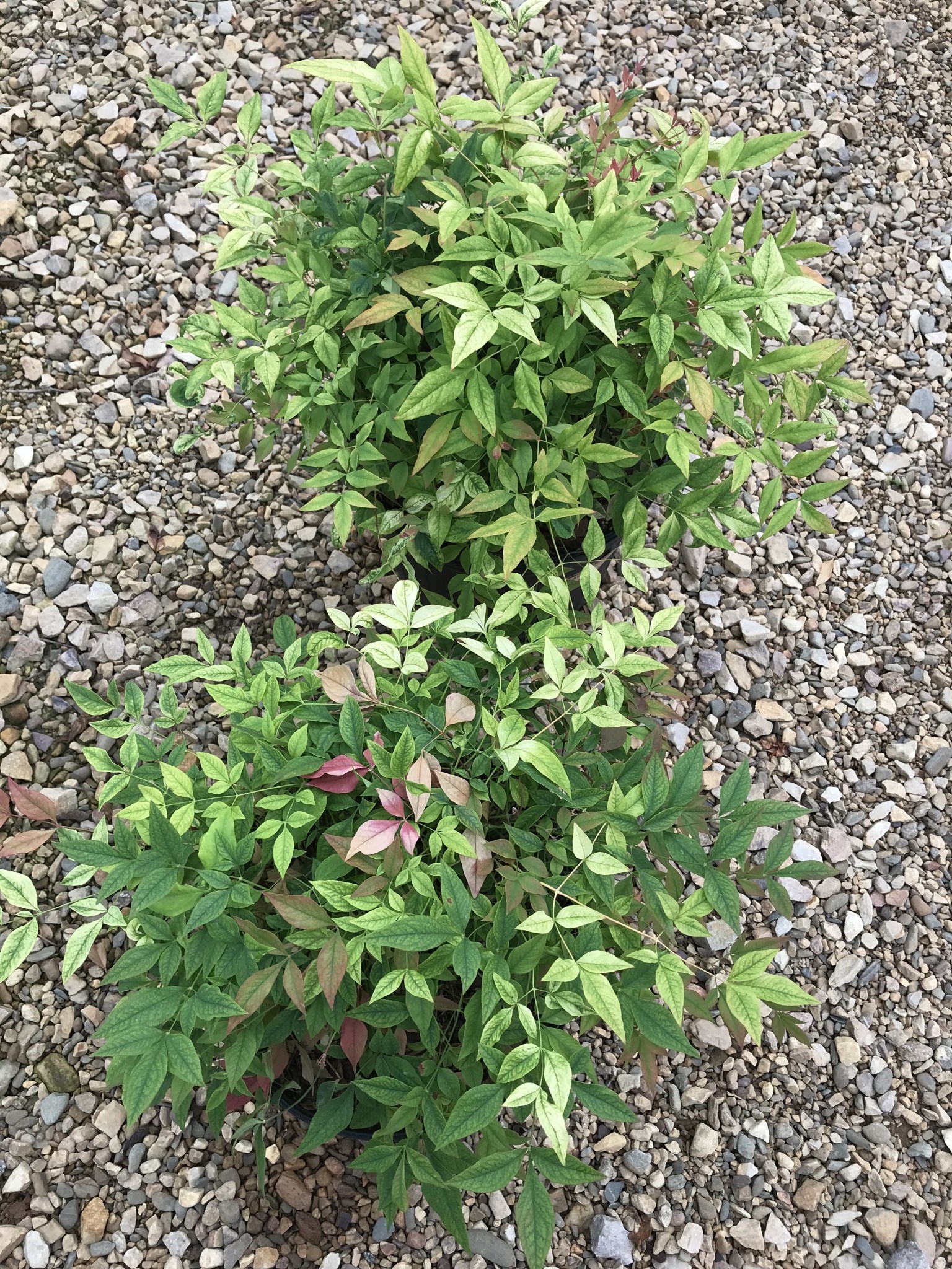 Nandina Domestica Goldstream 3G