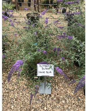 Butterfly Bush, Buddleia davidii 'Nanho Blue' 3G
