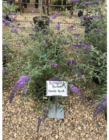 Butterfly Bush, Buddleia davidii 'Nanho Blue' 3G
