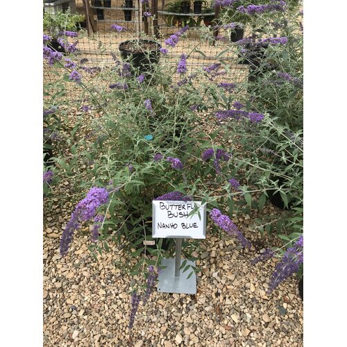 Butterfly Bush, Buddleia davidii 'Nanho Blue' 3G