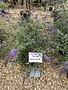 Nanho Blue Butterfly Bush 3G