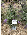 Butterfly Bush, Buddleia davidii 'Nanho Blue' 3G