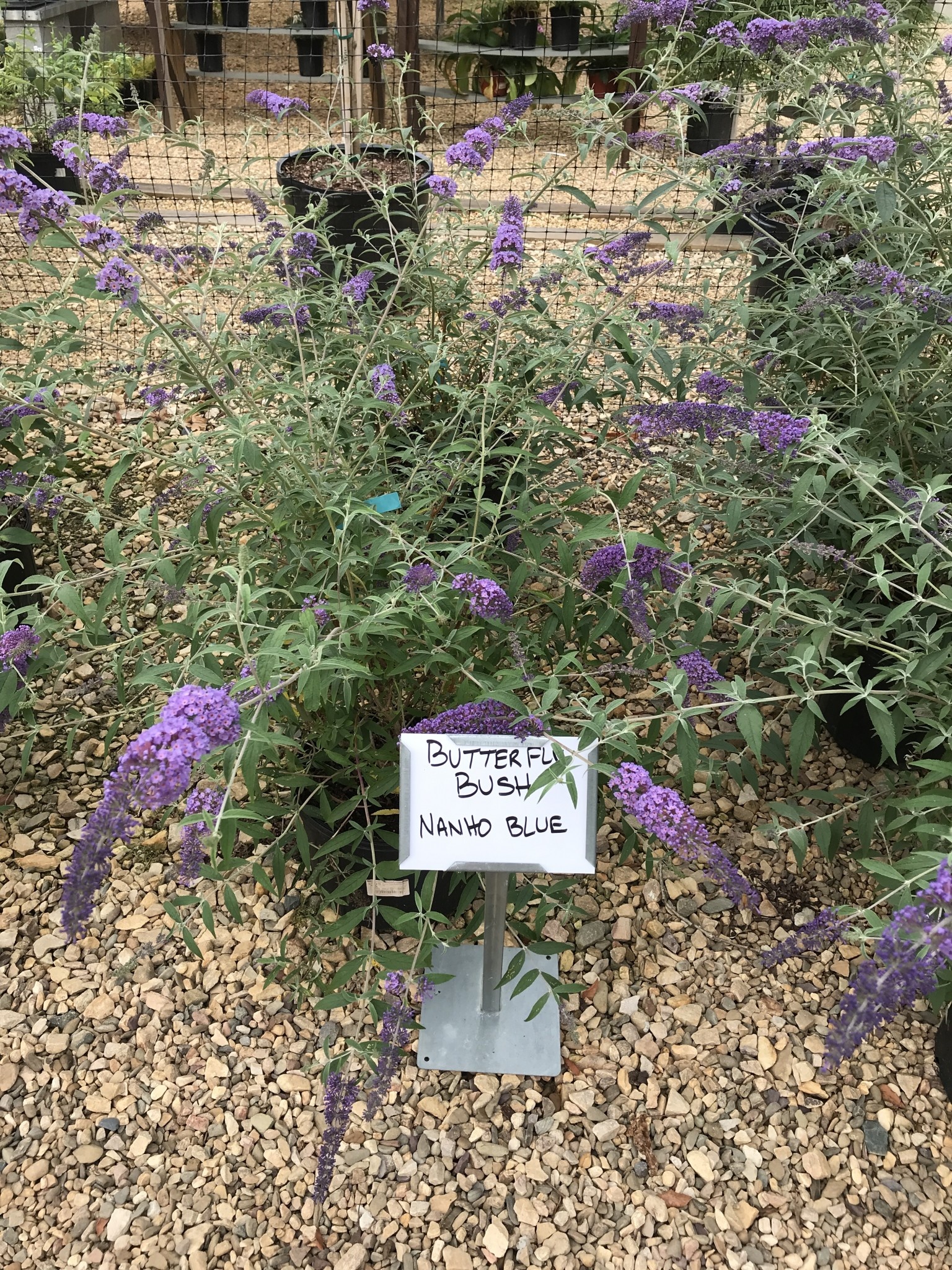 Butterfly Bush, Buddleia davidii 'Nanho Blue' 3G