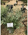 Cornwall Blue Butterfly Bush 3G