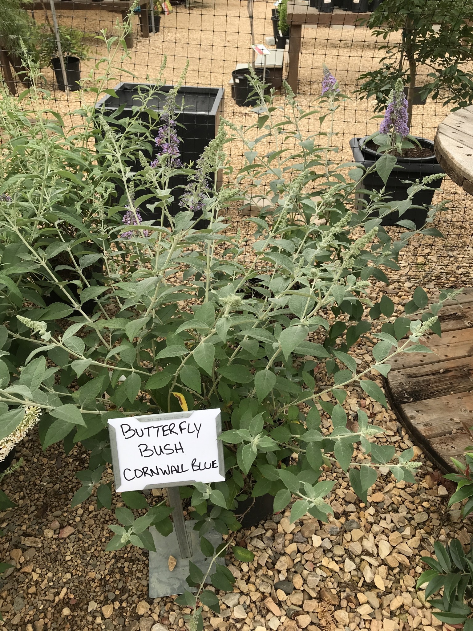 Cornwall Blue Butterfly Bush 3G