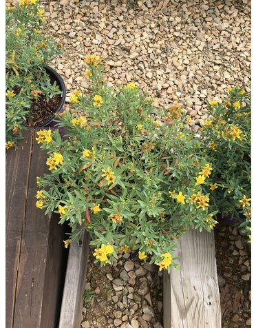 Hypericum Kalmianum Cobalt-n-Gold