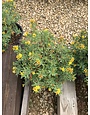 Hypericum Kalmianum Cobalt-n-Gold