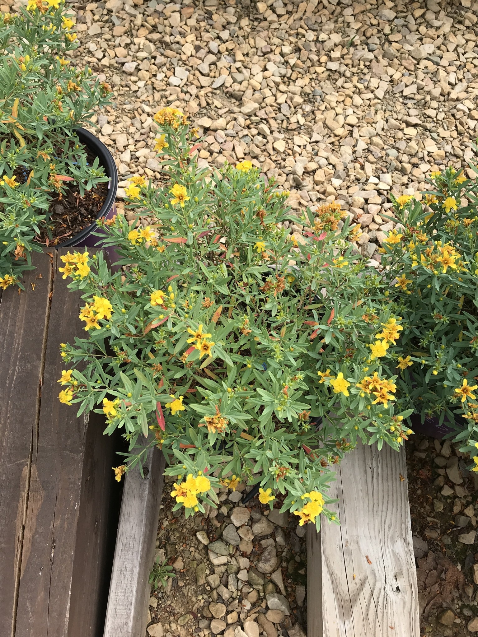 Hypericum Kalmianum Cobalt-n-Gold