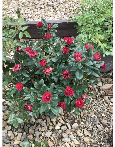 Petite Knockout Rose #5G