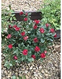 Petite Knockout Rose #5G