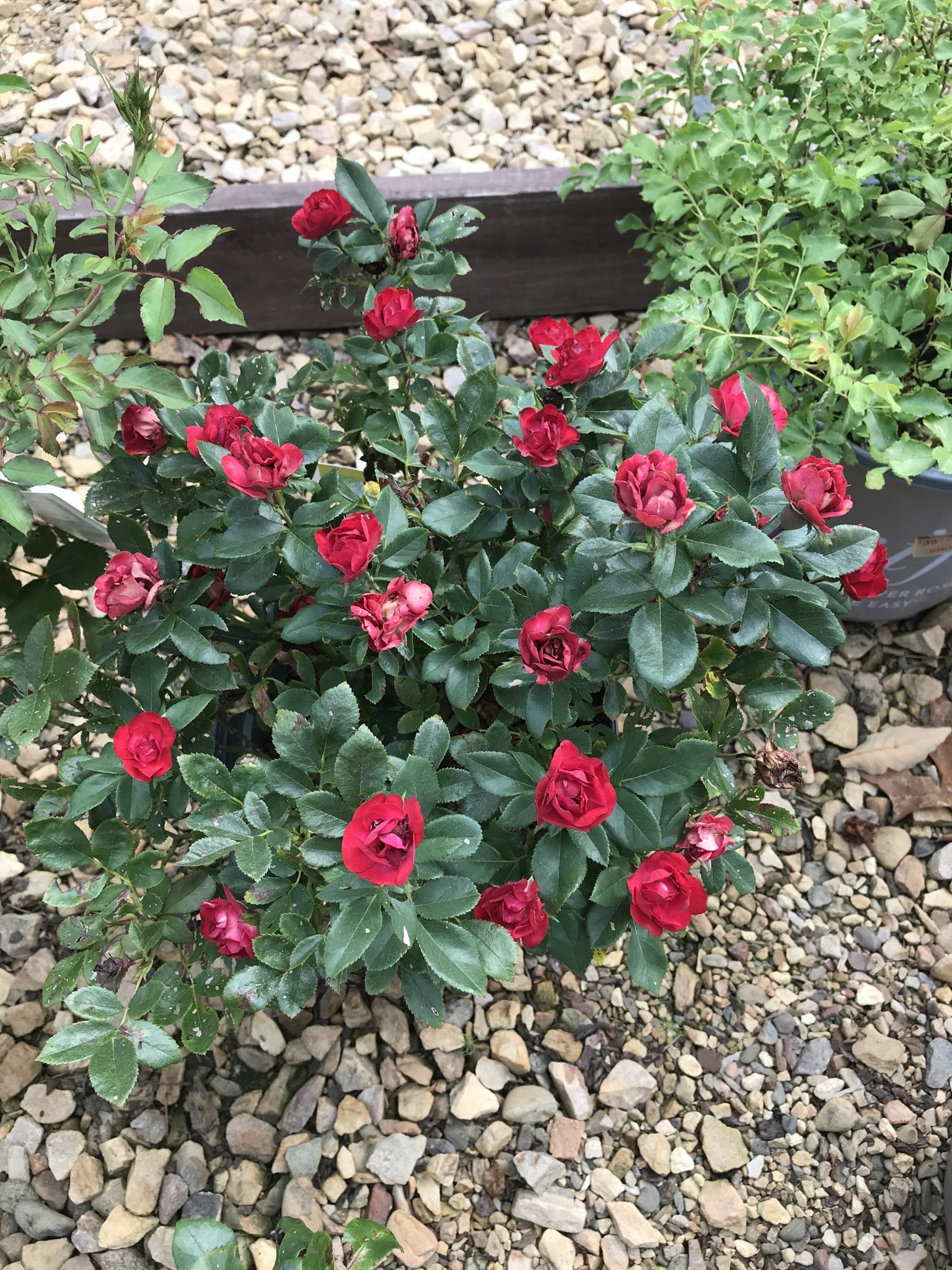 Petite Knockout Rose #5G