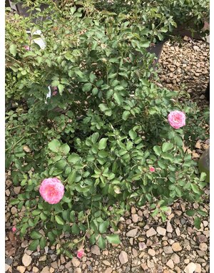Sweet Drift Rose #3	 15-18" width
