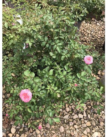 Sweet Drift Rose #3	 15-18" width