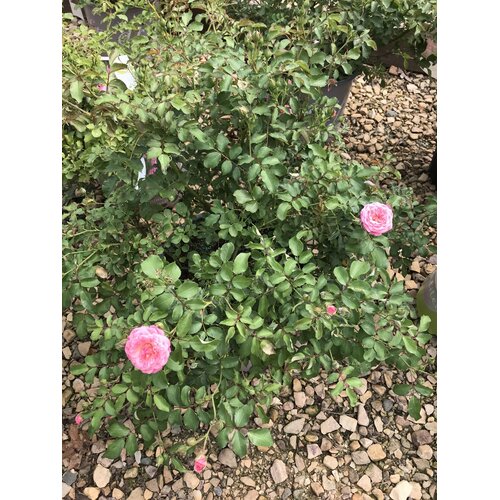 Rose, Drift, Rosa â€˜Meiswetdomâ€™ Sweet DriftÂ® 3G